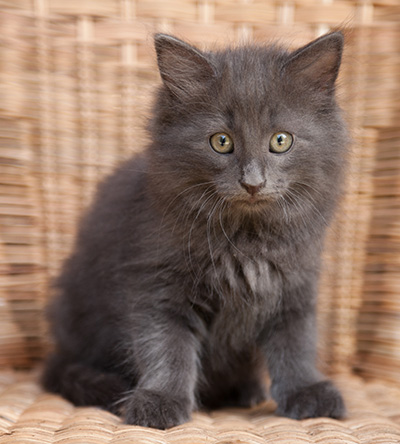 Lotus - 9 weeks old