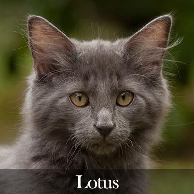 Lotus