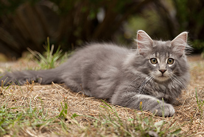 Lucius - 12 weeks old