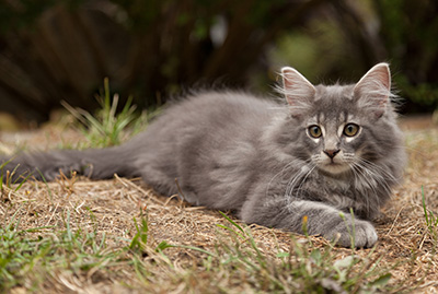 Lucius - 12 weeks old