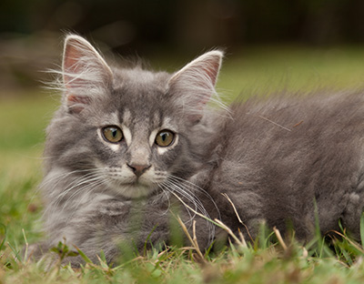 Lucius - 12 weeks old