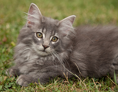 Lucius - 12 weeks old