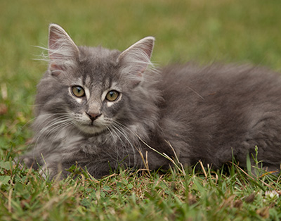 Lucius - 12 weeks old