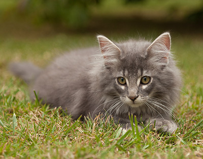 Lucius - 12 weeks old