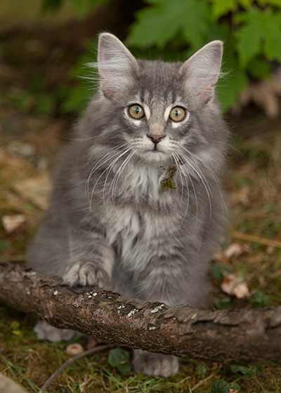 Lucius - 12 weeks old