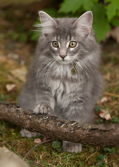 Lucius - 12 weeks old