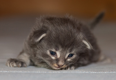 Lucius - 2 weeks old