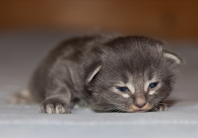 Lucius - 2 weeks old