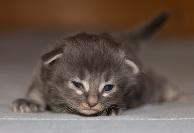 Lucius - 2 weeks old