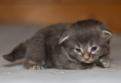 Lucius - 2 weeks old