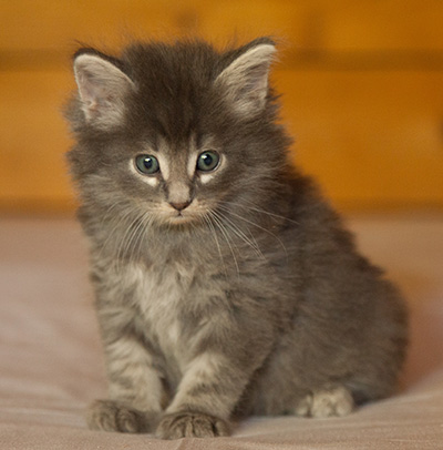 Lucius - 6 weeks old