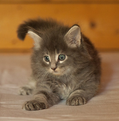 Lucius - 6 weeks old