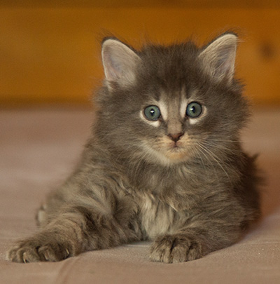 Lucius - 6 weeks old