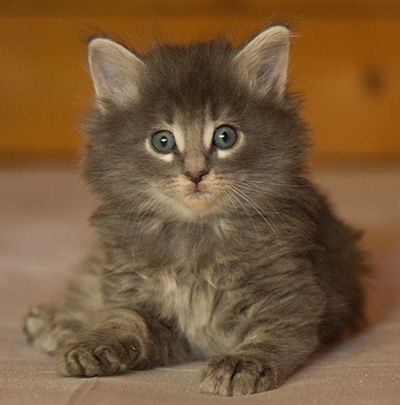 Lucius - 6 weeks old