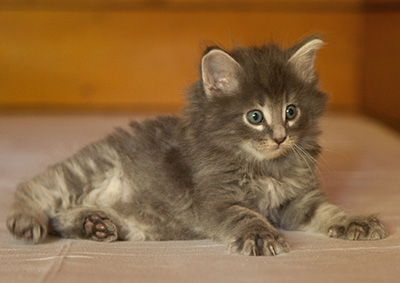 Lucius - 6 weeks old