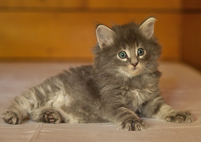 Lucius - 6 weeks old