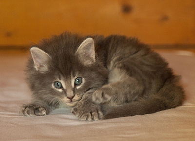 Lucius - 6 weeks old