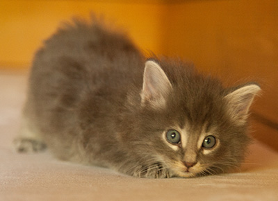 Lucius - 6 weeks old
