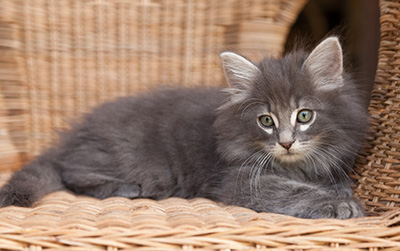 Lucius - 9 weeks old