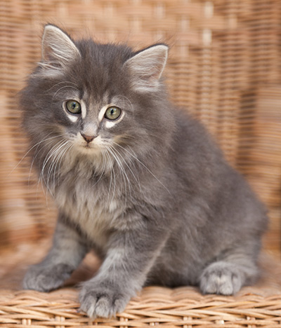 Lucius - 9 weeks old