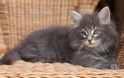Lucius - 9 weeks old