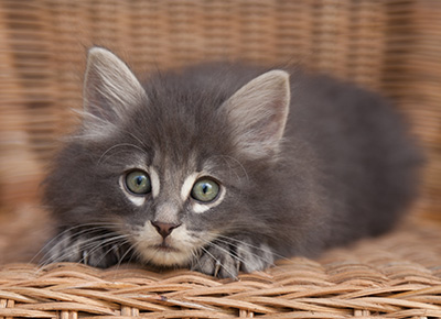 Lucius - 9 weeks old