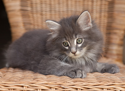 Lucius - 9 weeks old