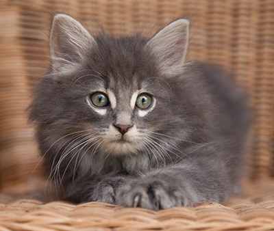 Lucius - 9 weeks old