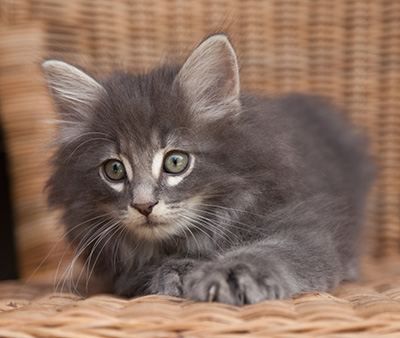 Lucius - 9 weeks old