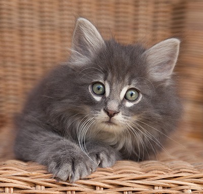 Lucius - 9 weeks old