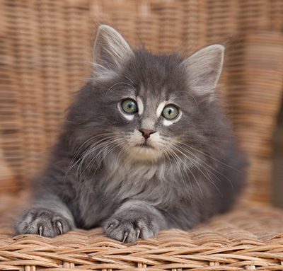 Lucius - 9 weeks old