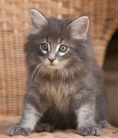 Lucius - 9 weeks old