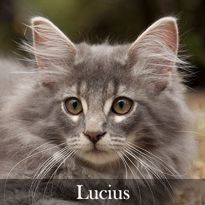 Lucius