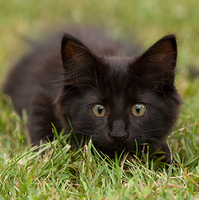 Lupin - 12 weeks old