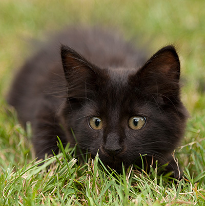 Lupin - 12 weeks old