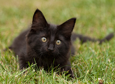 Lupin - 12 weeks old