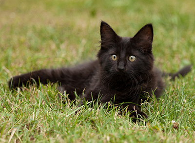 Lupin - 12 weeks old