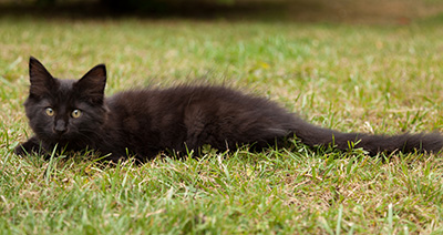 Lupin - 12 weeks old