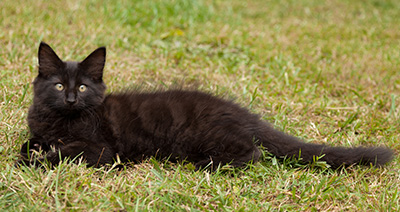 Lupin - 12 weeks old