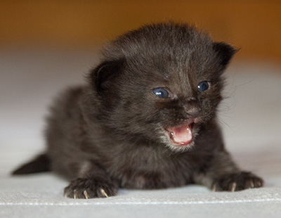 Lupin - 2 weeks old