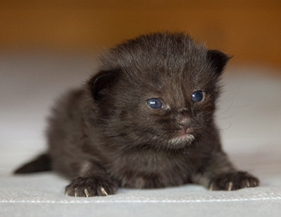 Lupin - 2 weeks old
