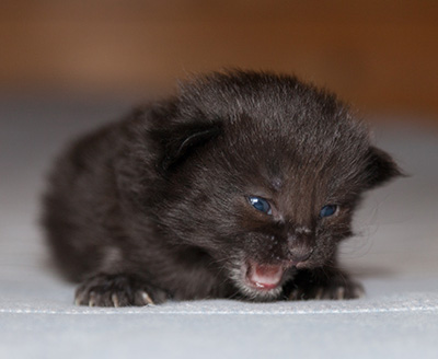 Lupin - 2 weeks old