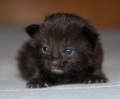 Lupin - 2 weeks old
