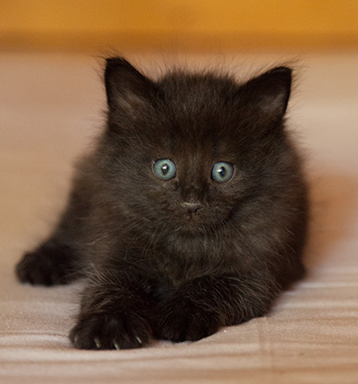 Lupin - 6 weeks old