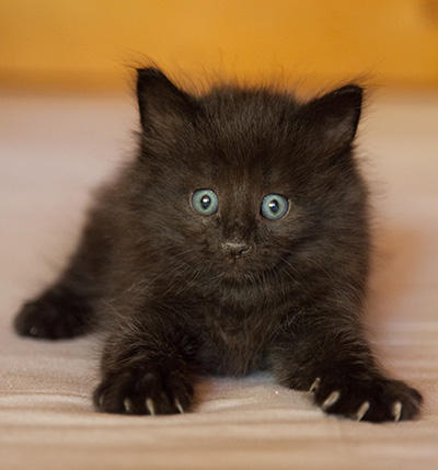 Lupin - 6 weeks old