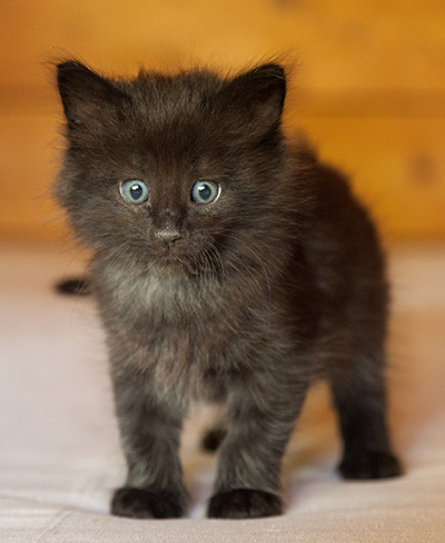 Lupin - 6 weeks old