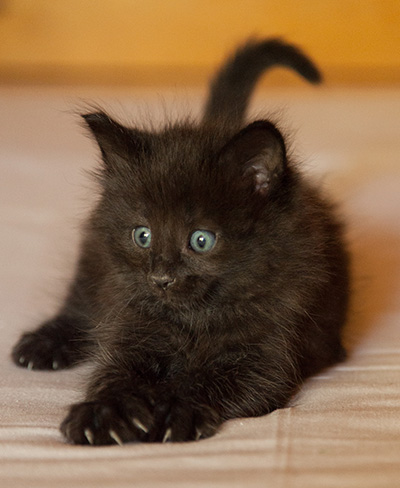 Lupin - 6 weeks old