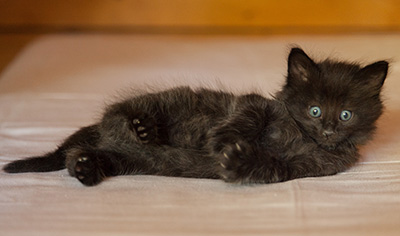 Lupin - 6 weeks old