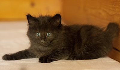 Lupin - 6 weeks old