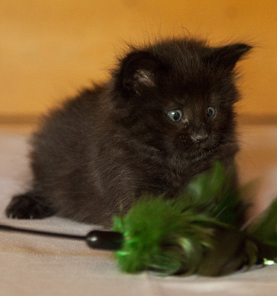 Lupin - 6 weeks old